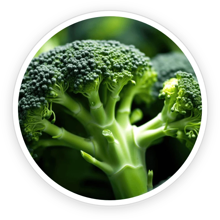 LipoSlend Ingredients