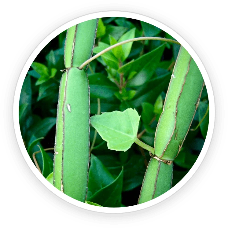 LipoSlend Ingredients